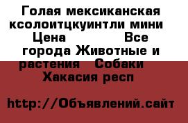 Голая мексиканская ксолоитцкуинтли мини › Цена ­ 20 000 - Все города Животные и растения » Собаки   . Хакасия респ.